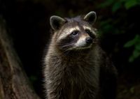 raccoon-g4f624697f_1920