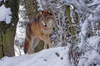 wolf-g08590ea0d_1920